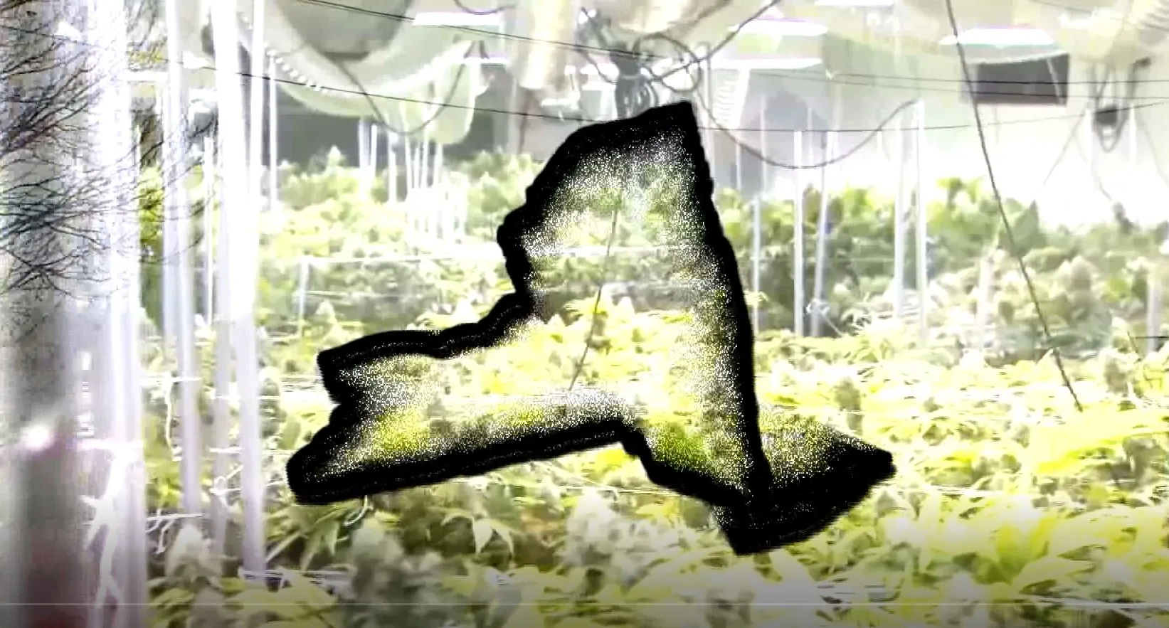 Cannabis Opt Out for Towns in NY - LI Cannabis Tours