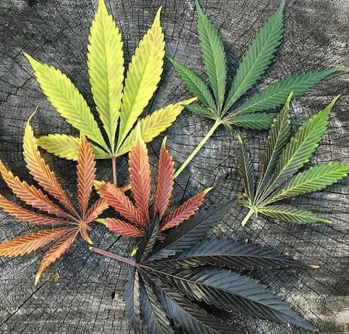 Different Cannabis Strain Leafs - 
 Long Island Cannabis Tours