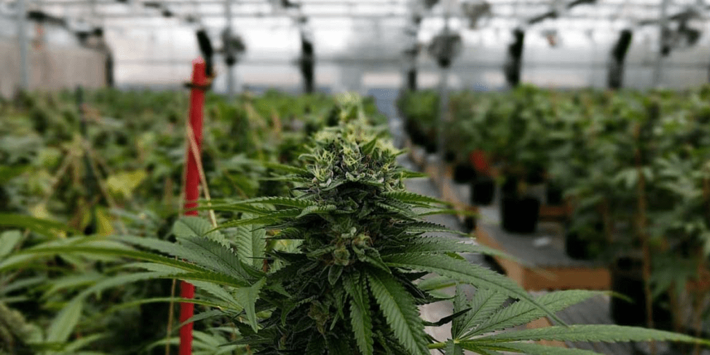 Grow Farms Long Island - LI Cannabis Tours