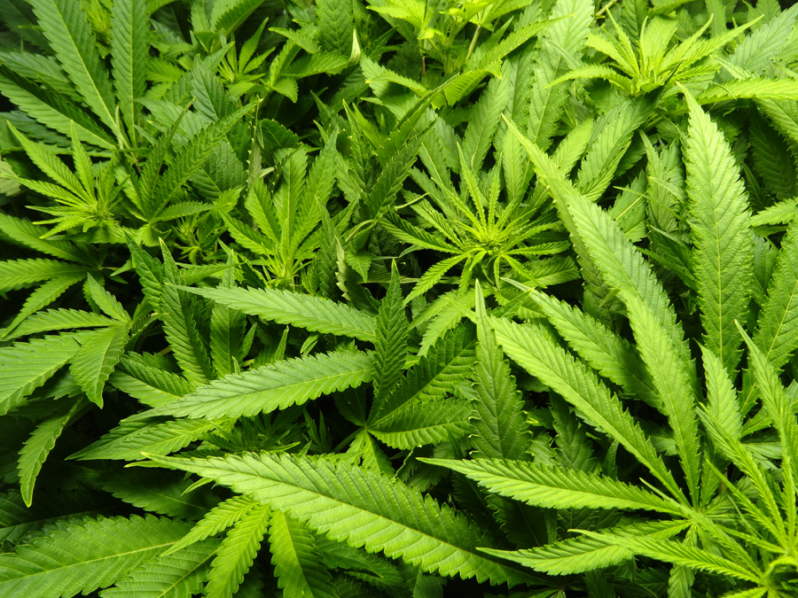 sativa & indica strains of marijuana